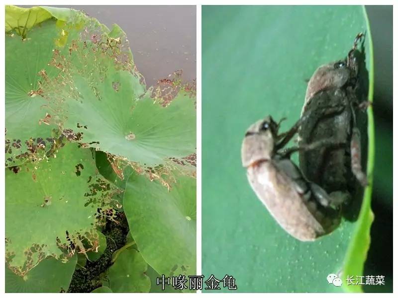 莲藕病害一览表,莲藕的营养价值及病虫害防治