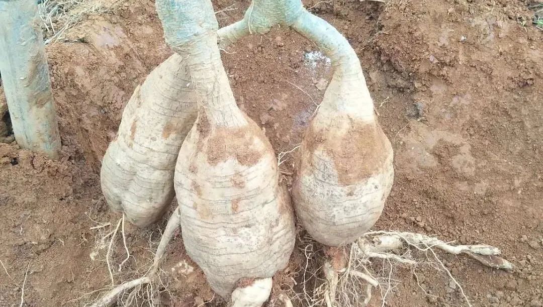 抚州农产品金奖,抚州的国家地理标志产品有哪些