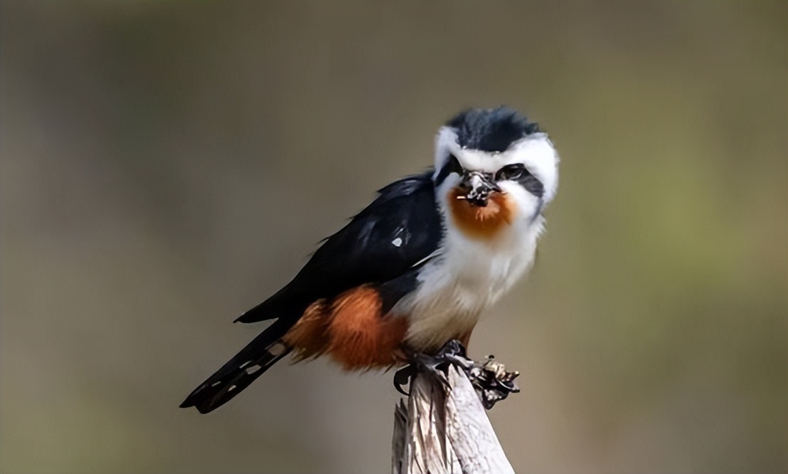 云南有红腿小隼吗,隼是不是最厉害的鸟