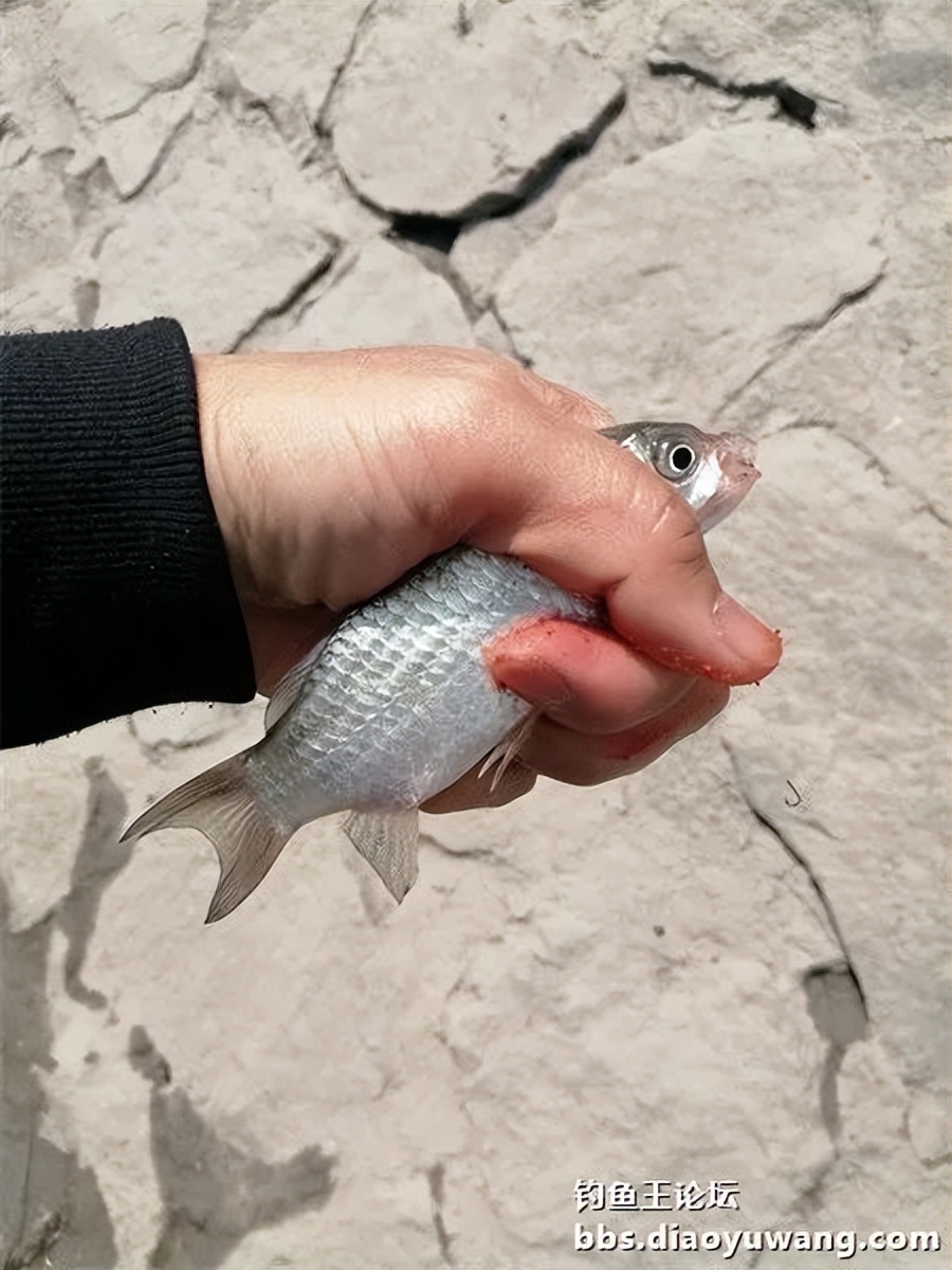 钓王钓鱼方法,钓鱼王试钓视频