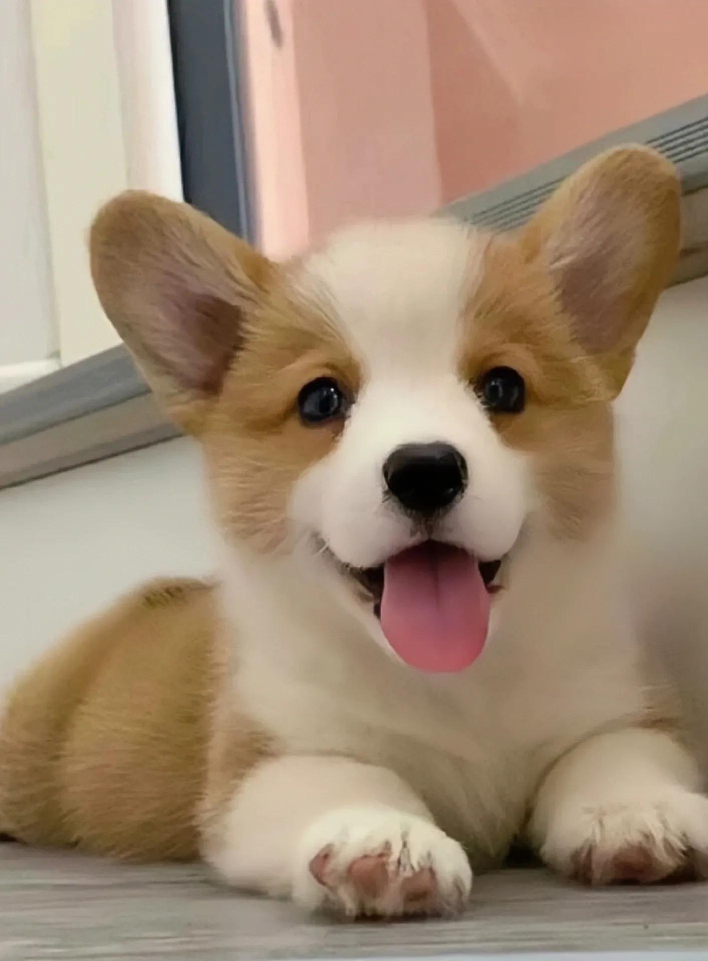 世界上最萌的狗狗名字,可爱的萌狗狗图片大全