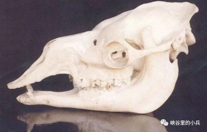 配音素材三毛不求深刻只求简单,三毛生活不求深刻只求简单