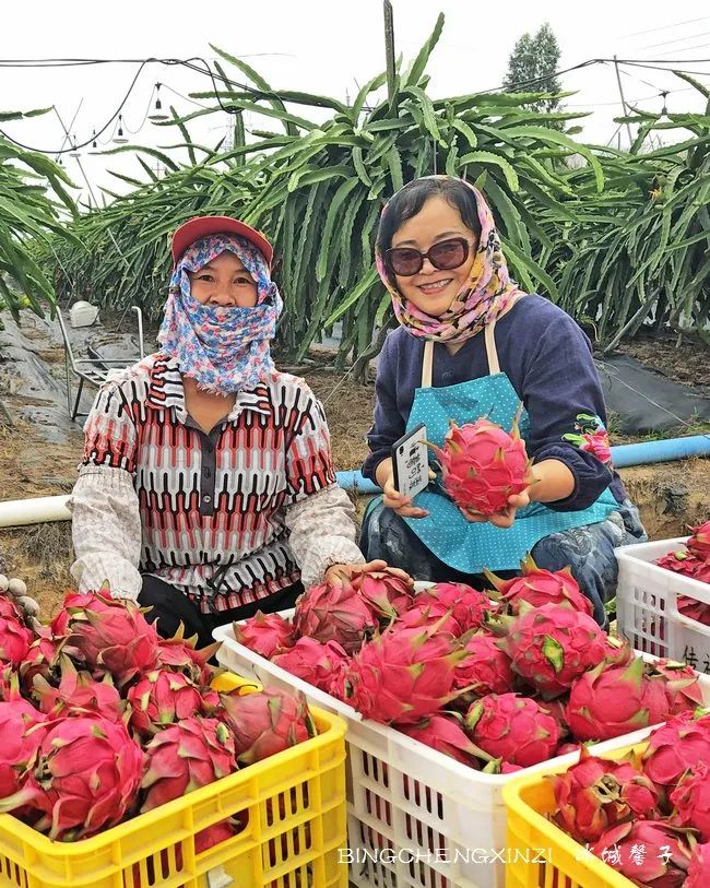 旅居海南：九所新区的浪漫情