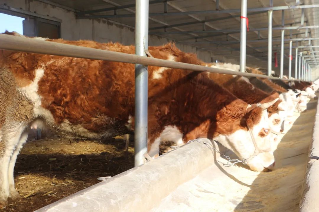 三抓三促行动下一步打算,三抓三促行动实施方案