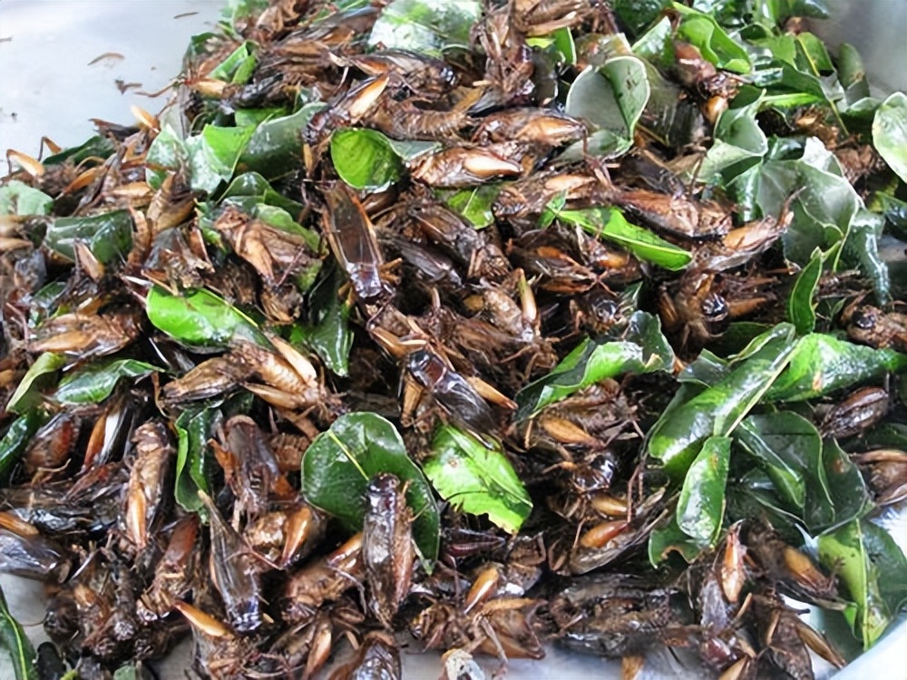 丛林探险美食大全,真正的丛林美食有哪些