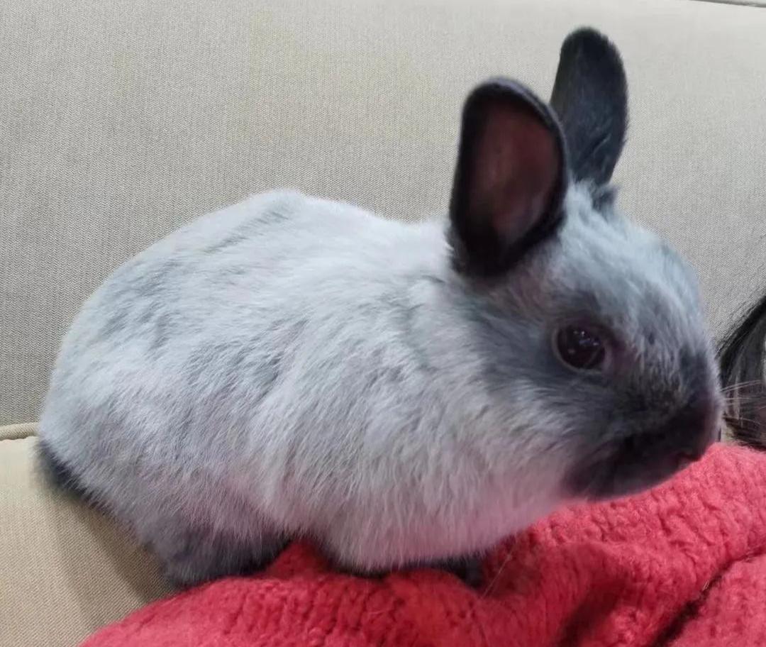 适合孩子室内养的小宠物,适合小空间养的小型宠物