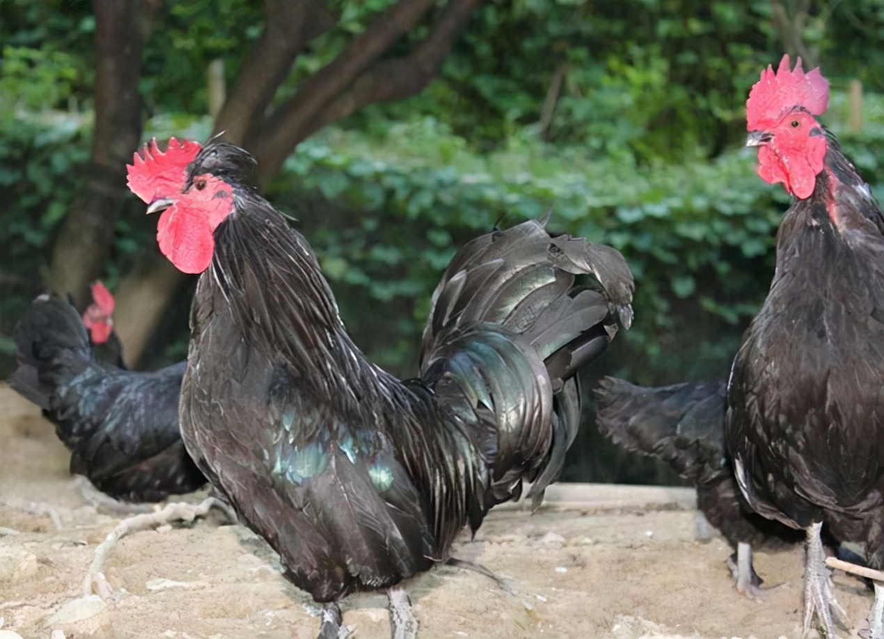 鸡霉菌病怎么引起的,鸡霉菌毒素中毒怎么防治