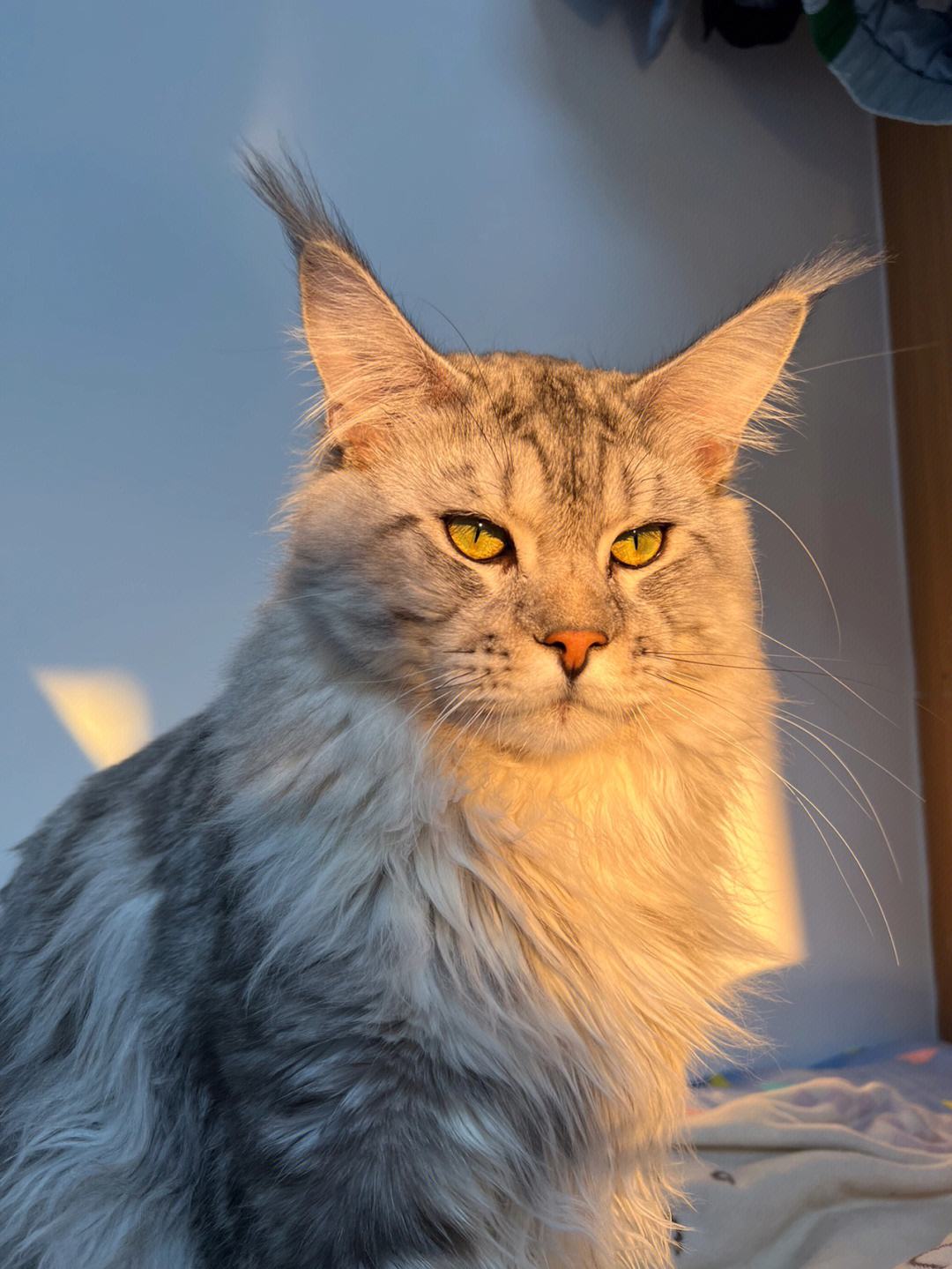 猫界缅甸猫,猫界顶流缅因猫到底有啥魅力