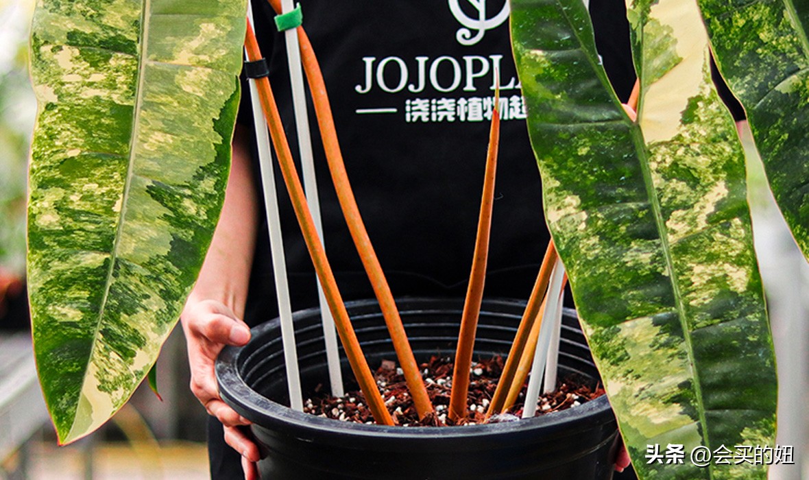 价格便宜且又有实用价值的绿植,家里值得买的绿植