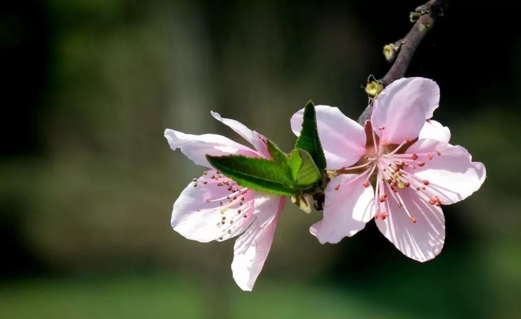 关于桃花的七言绝句古诗,5首久不见经传的桃花诗值得一读