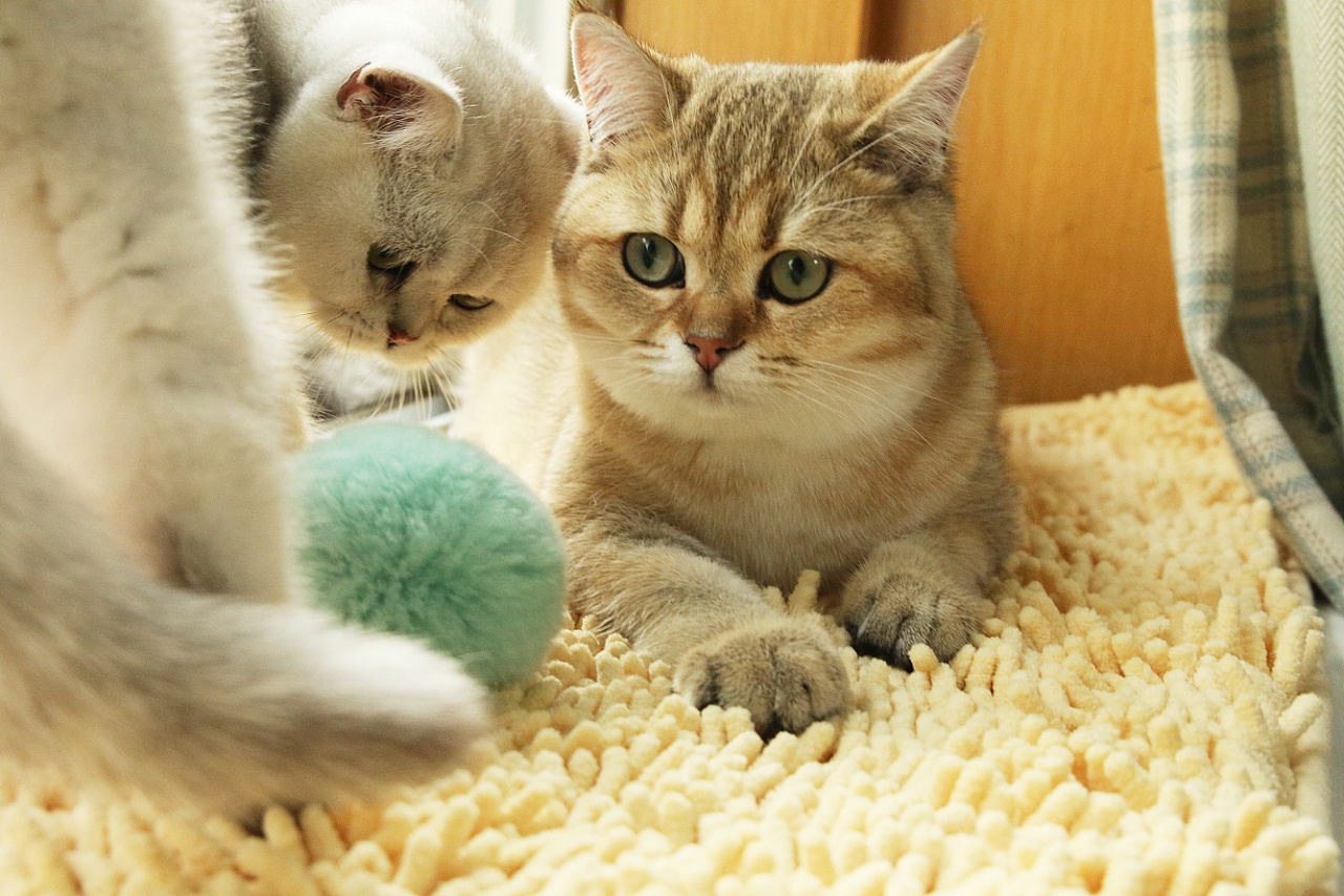 新手养猫的十大建议,新手养猫的十大忠告