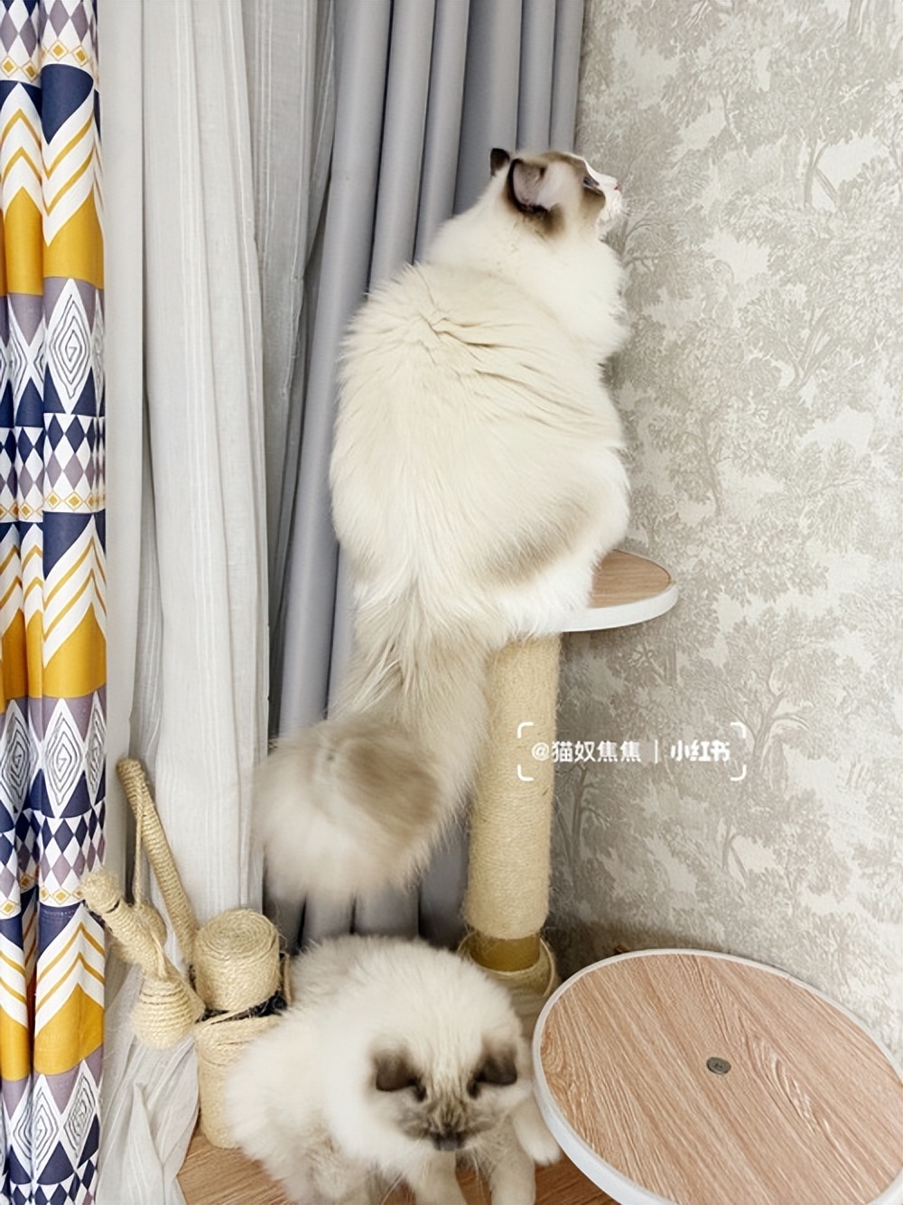 猫拉屎粘底怎么办,猫拉屎粘在尾巴上怎么清理