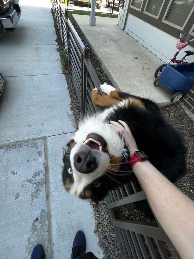 一身反骨的狗狗也有温柔的一面,天生反骨狗狗