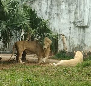 谁懂啊！回南天的养狗人家，惨过住鸡圈！pang臭！