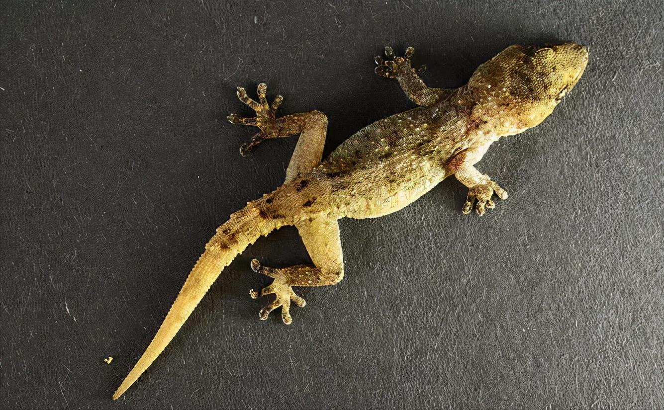 家里进了壁虎可以不理吗,家有壁虎需要留住吗