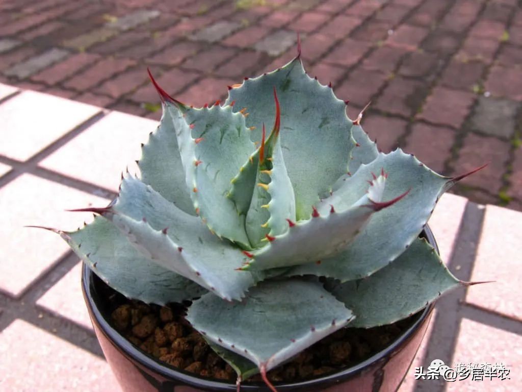 龙舌兰难养的品种,金边龙舌兰品种大全