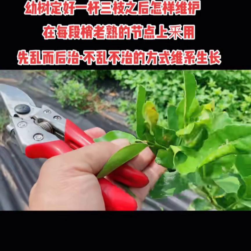 接上一个视频,幼苹果树二次定杆技巧视频