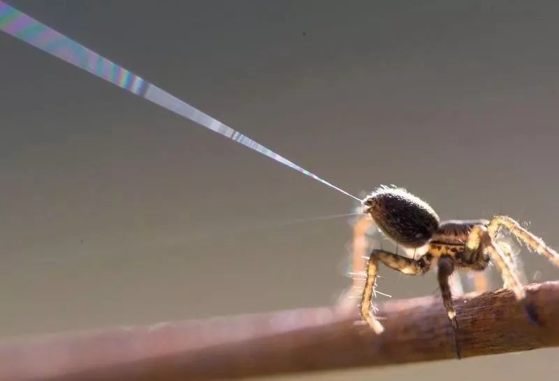 蜘蛛丝的韧性和结实度,蜘蛛丝真实性能