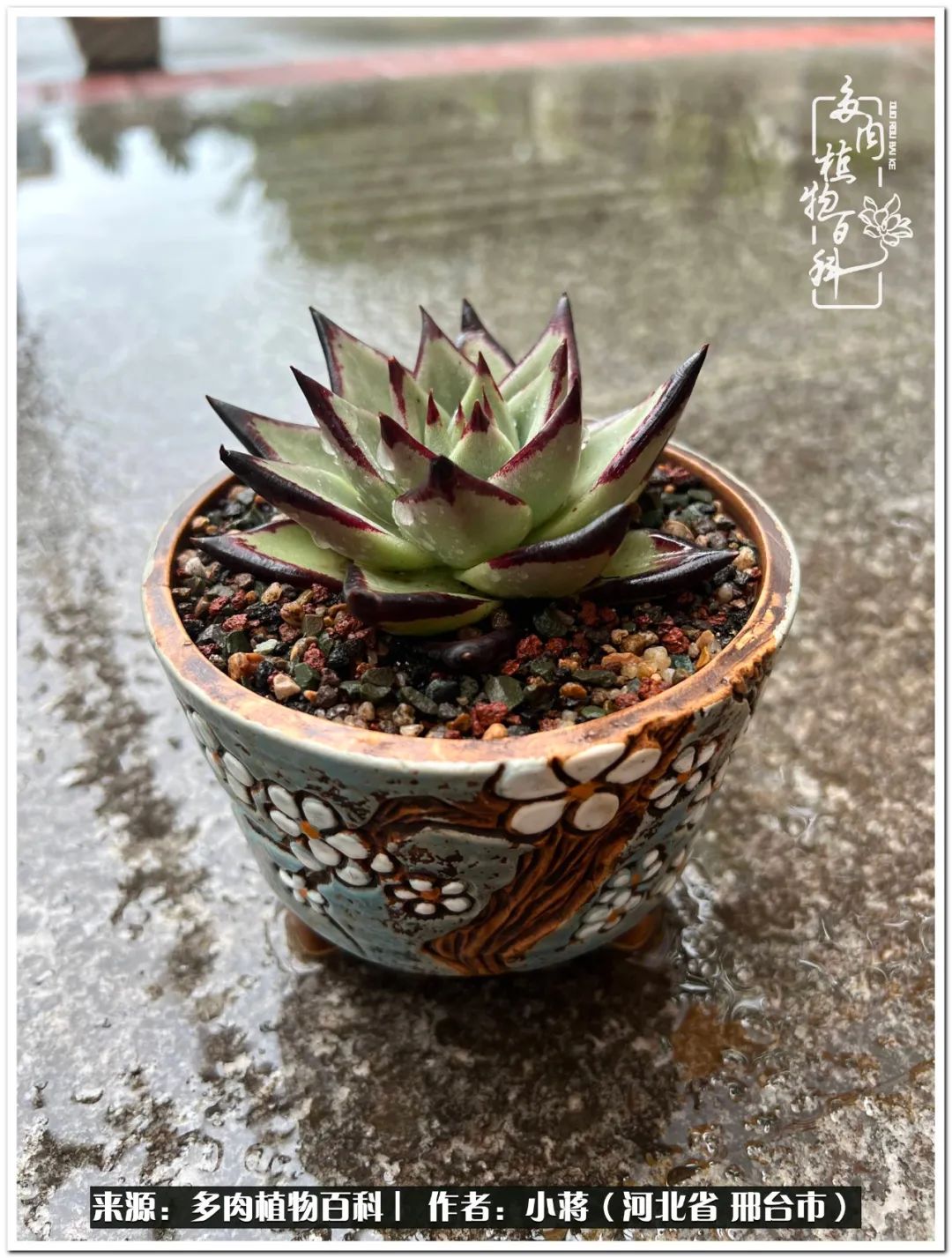 我与多肉植物之间的故事,我和多肉十二卷的故事100字