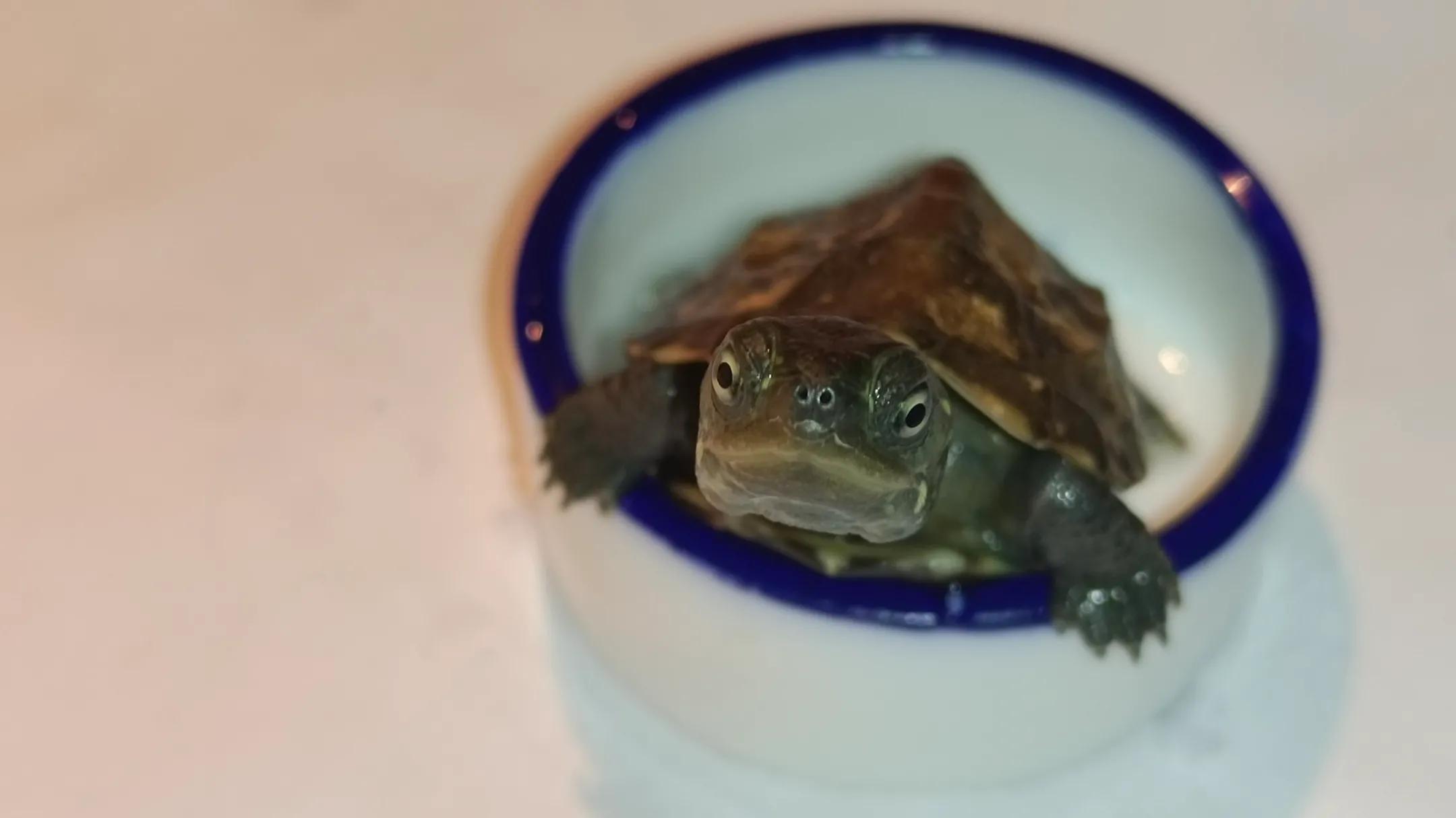 大青龟和小青龟龟苗的区别,新手养龟和老手养龟有什么区别