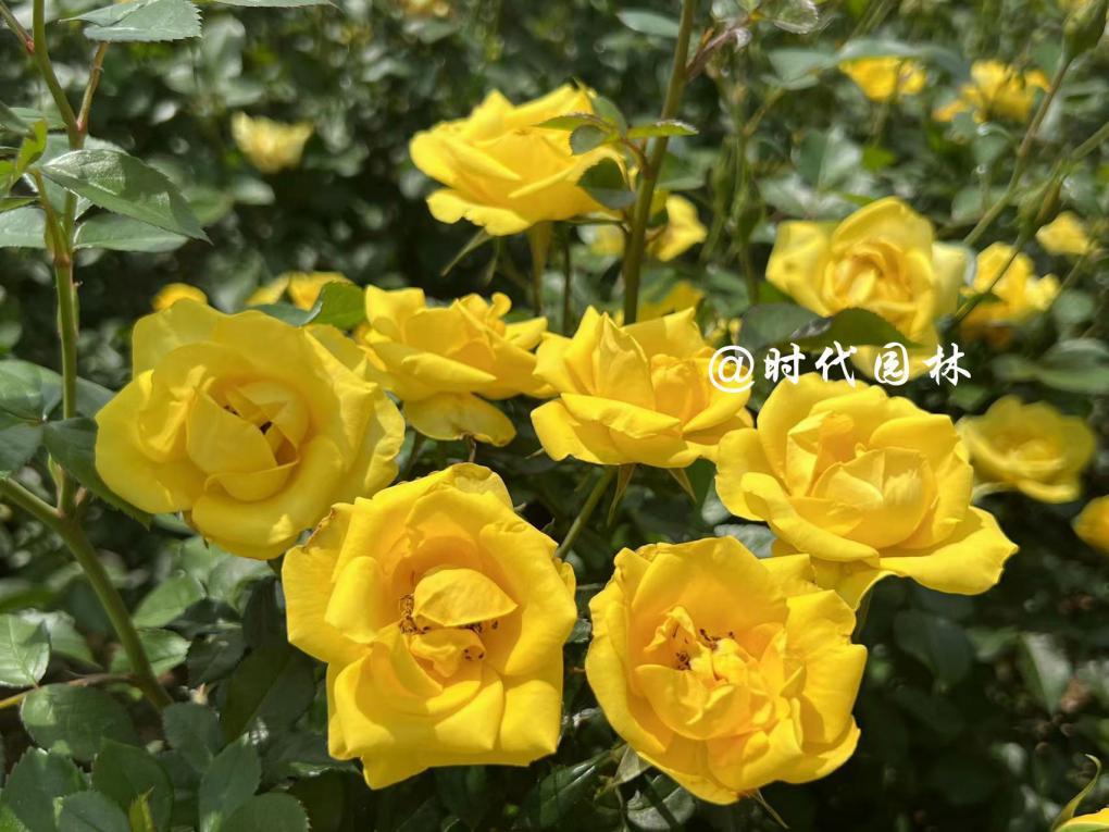 哪些品种的月季耐寒适合阳台栽种,南方最值得种好养的月季