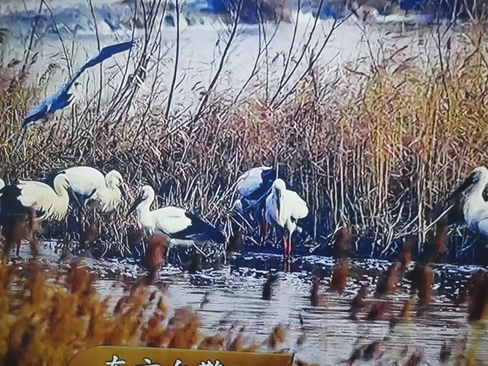 答友人：从诗的审美取向论诗歌的正确方向