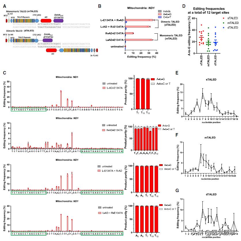 细胞生成器,细胞治疗基因编辑