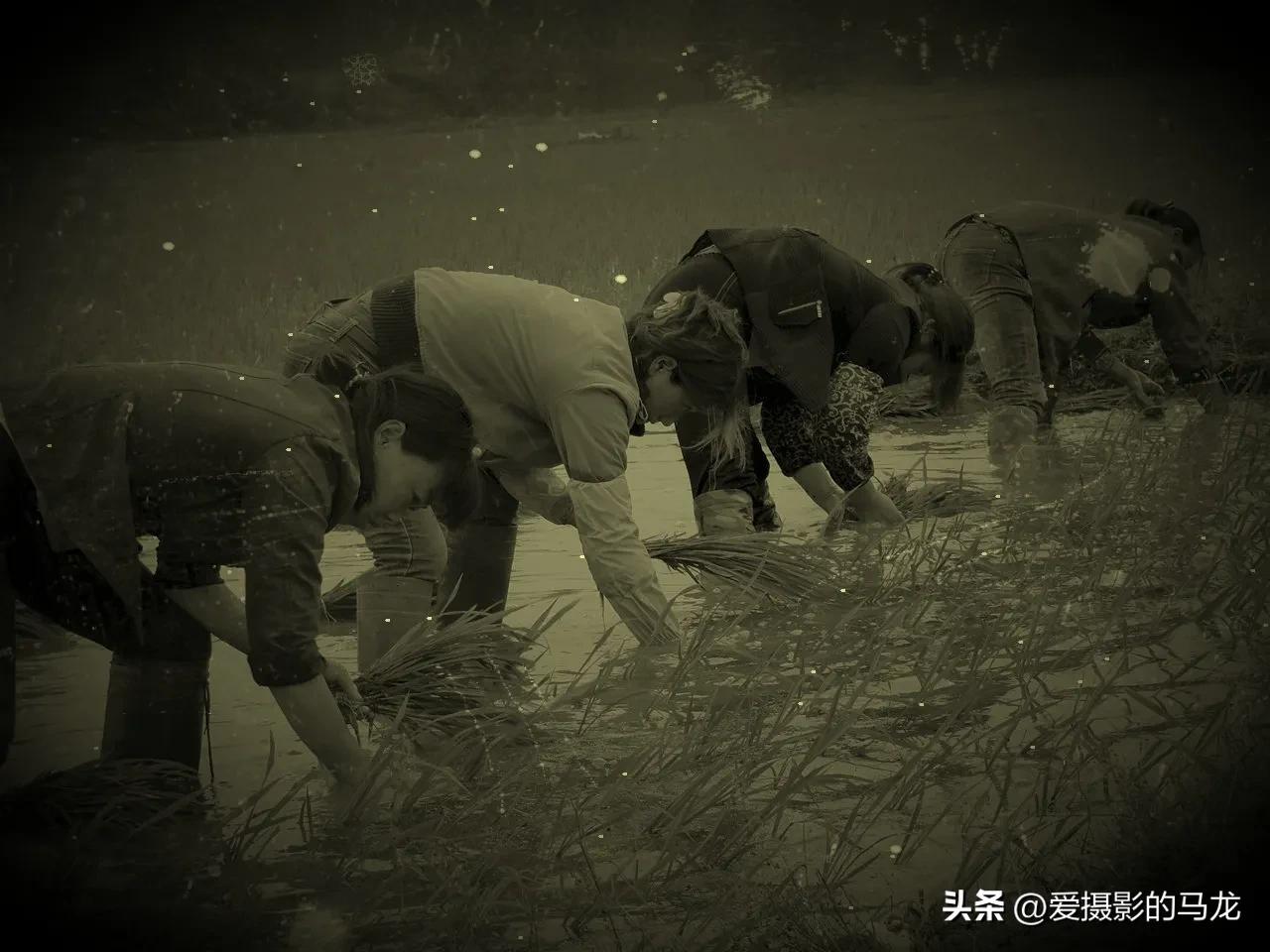 第一次插秧文案,第一次插秧日记200字