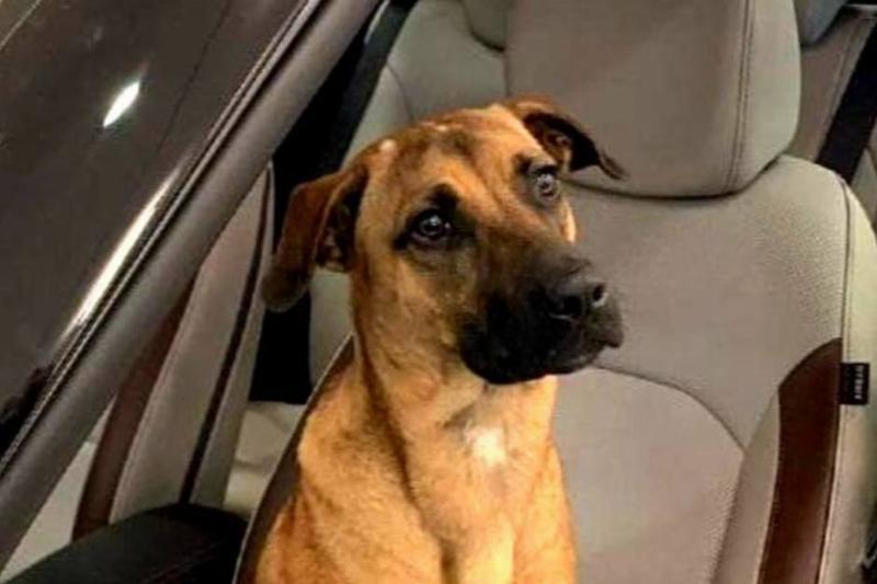 不同品种的狗狗性格差异有多大,16种常见狗狗的优缺点