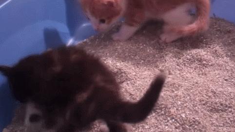 猫咪吃饭的十大怪癖 (猫咪的七大怪癖喵了个咪)