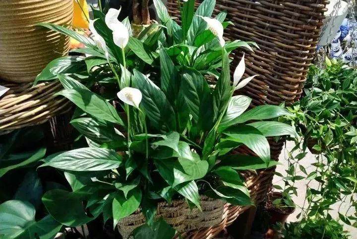 吸甲醛超强的十五种植物,新房如何种植去甲醛植物