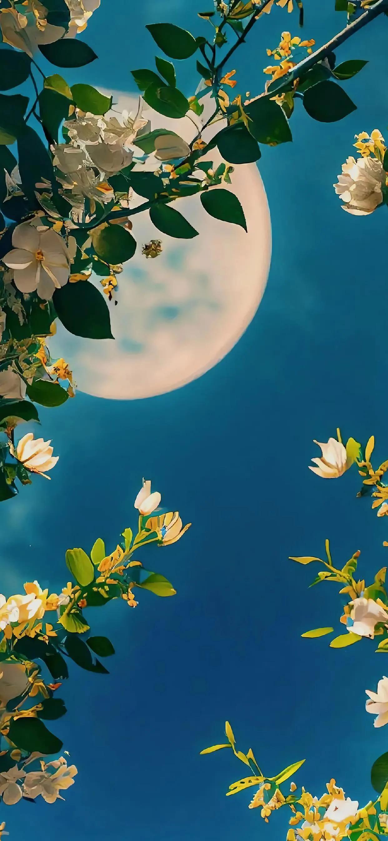 美丽的太阳高清手机壁纸,美丽的鲜花手机壁纸