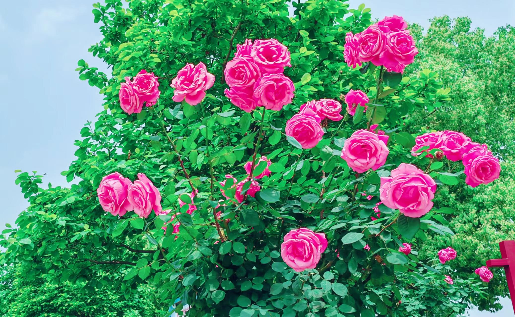 高杆月季素材,高杆月季五公分