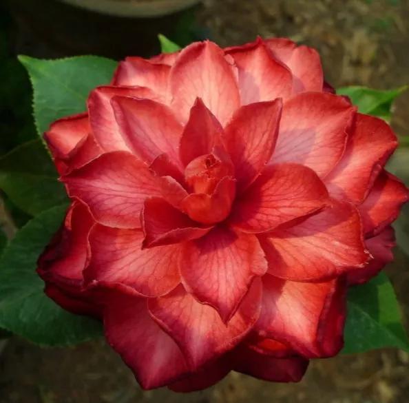 波浪山茶花,海岛山茶花