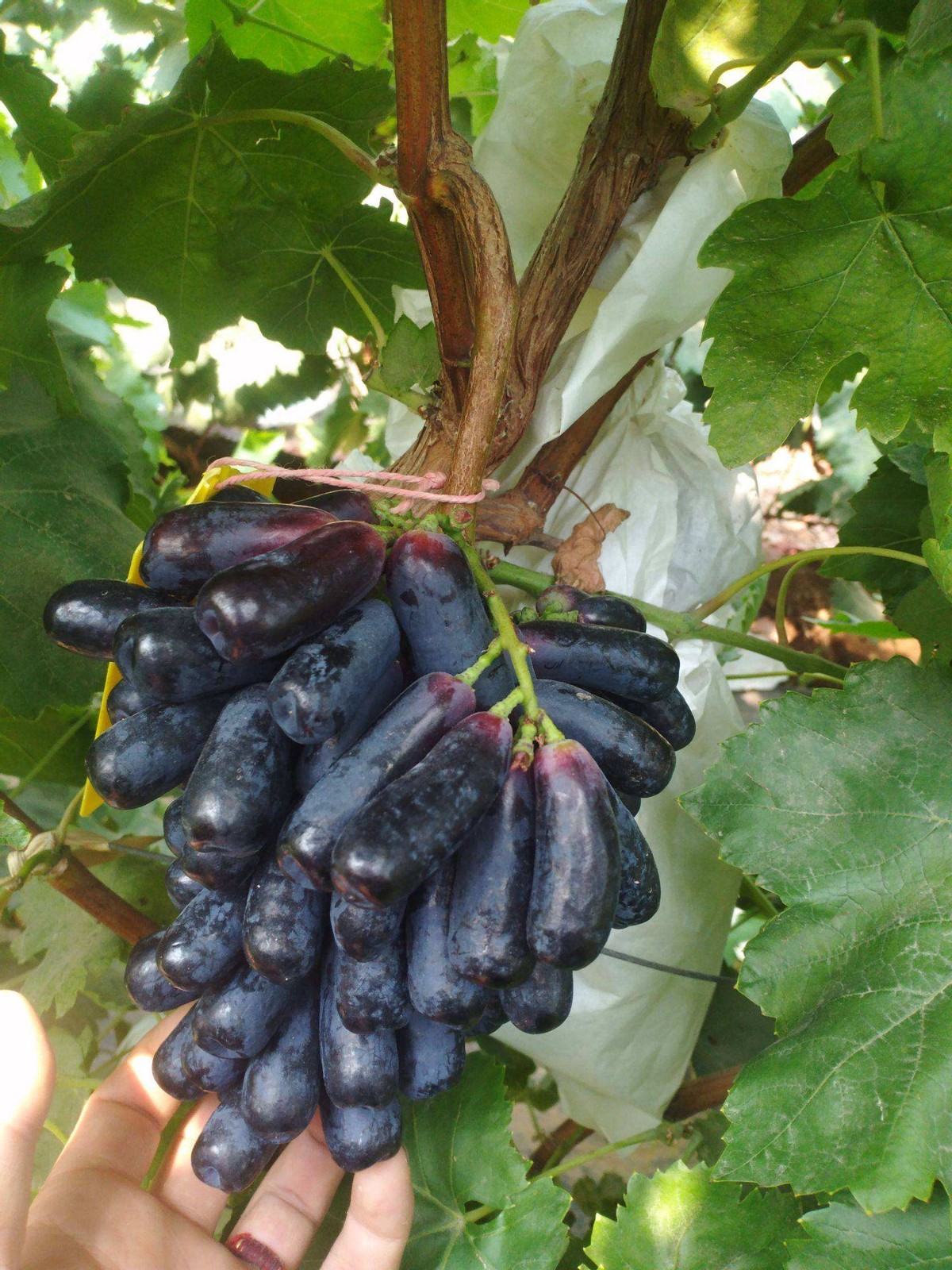 适合阳台不怕西晒植物,北方阳台喜阳不怕晒的阳台植物