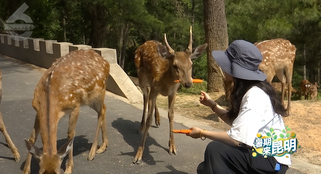 昆明动物世界野生动物园,昆明大自然野生动物园