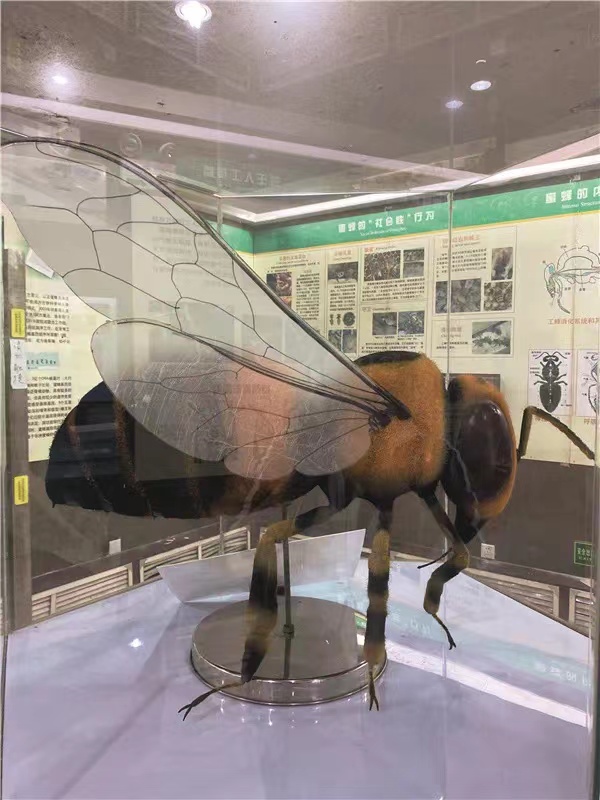 中国最大的蜜蜂研究所,中国蜜蜂博物馆