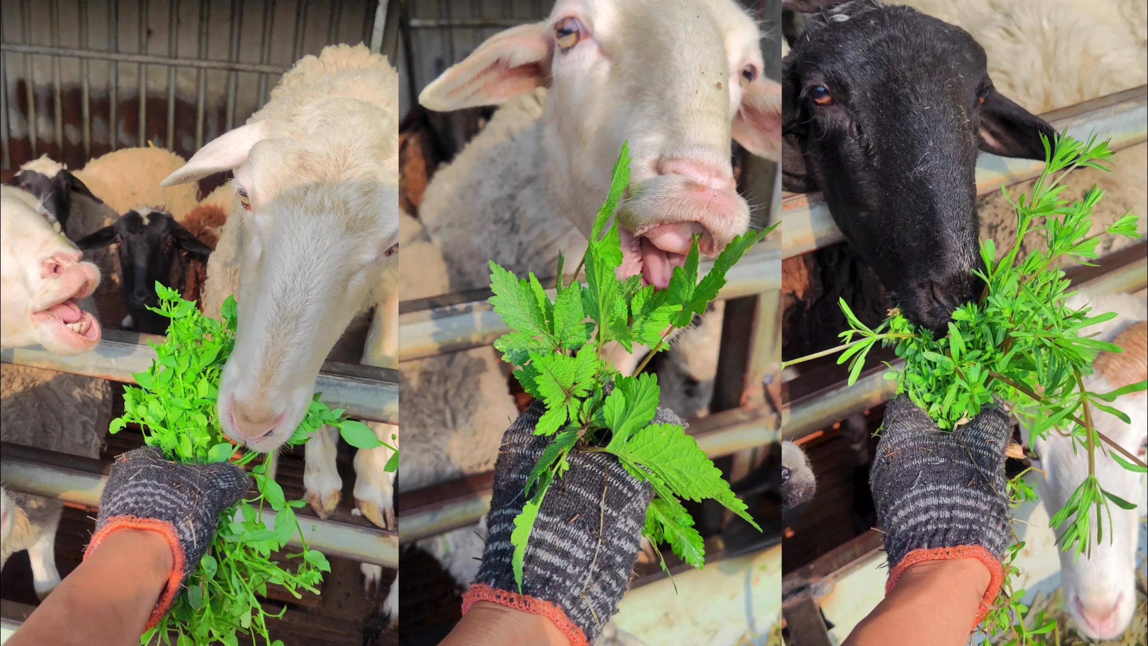 农村羊爱吃的七种常见野草，根据营养价值和适口性，做个排名