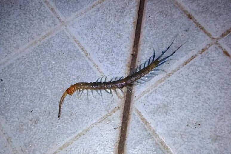 房间为什么有很多小蜈蚣,房间里出现小蜈蚣怎么办