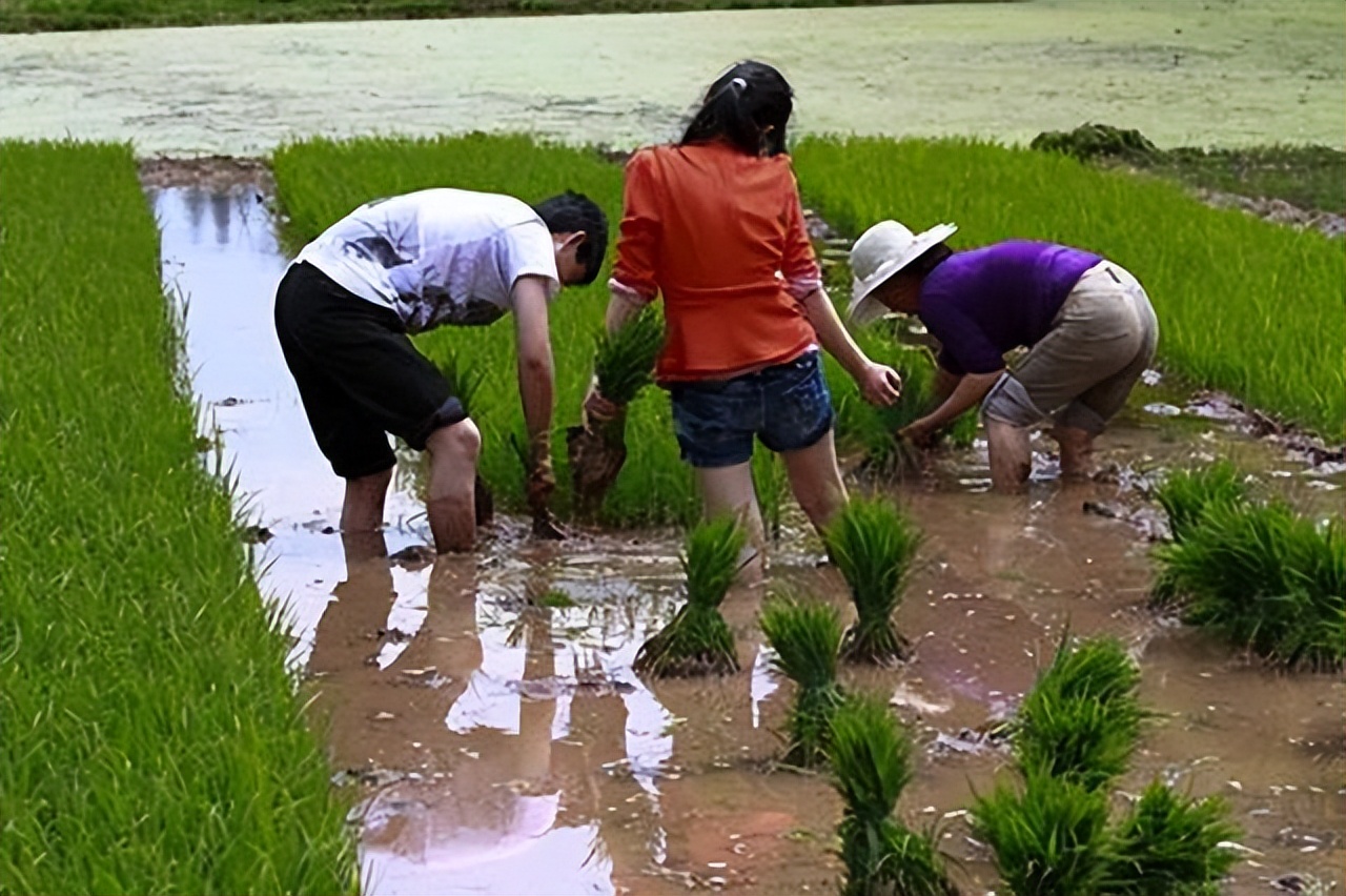 植保黑科技助力绿色农业,栽培技术植保技术决定农产品质量