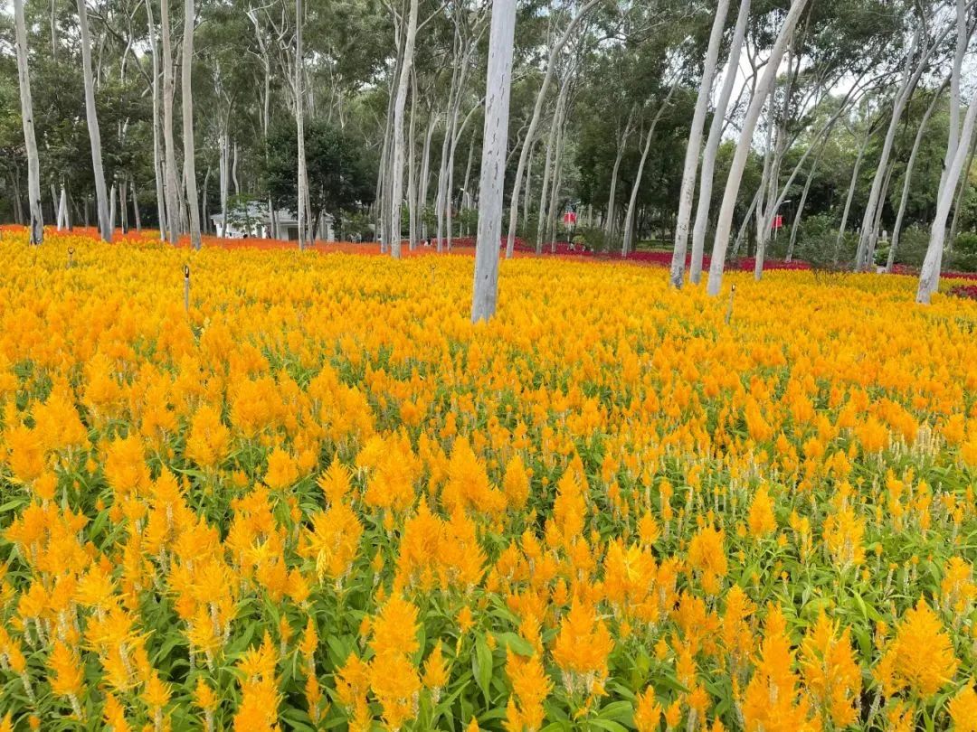 2019年厦门秋游,厦门高中秋游