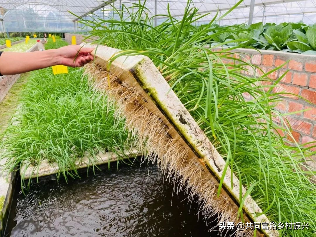 it精英的行业,鱼菜共生盈利商业模式