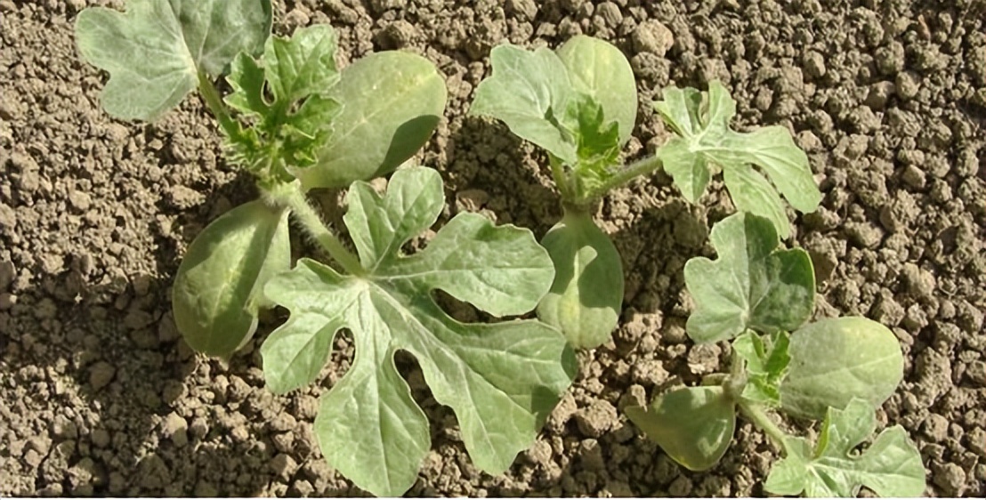 氯氰菊酯对西瓜幼苗根系有影响吗,嫁接西瓜苗根系不好怎么办