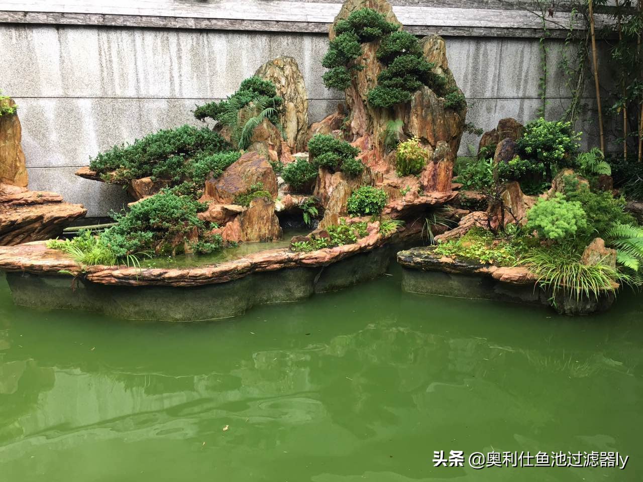 锦鲤鱼池多久换一次水,锦鲤水浑浊绿