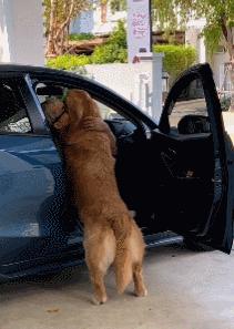 金毛误入地铁站后续,金毛闯地铁