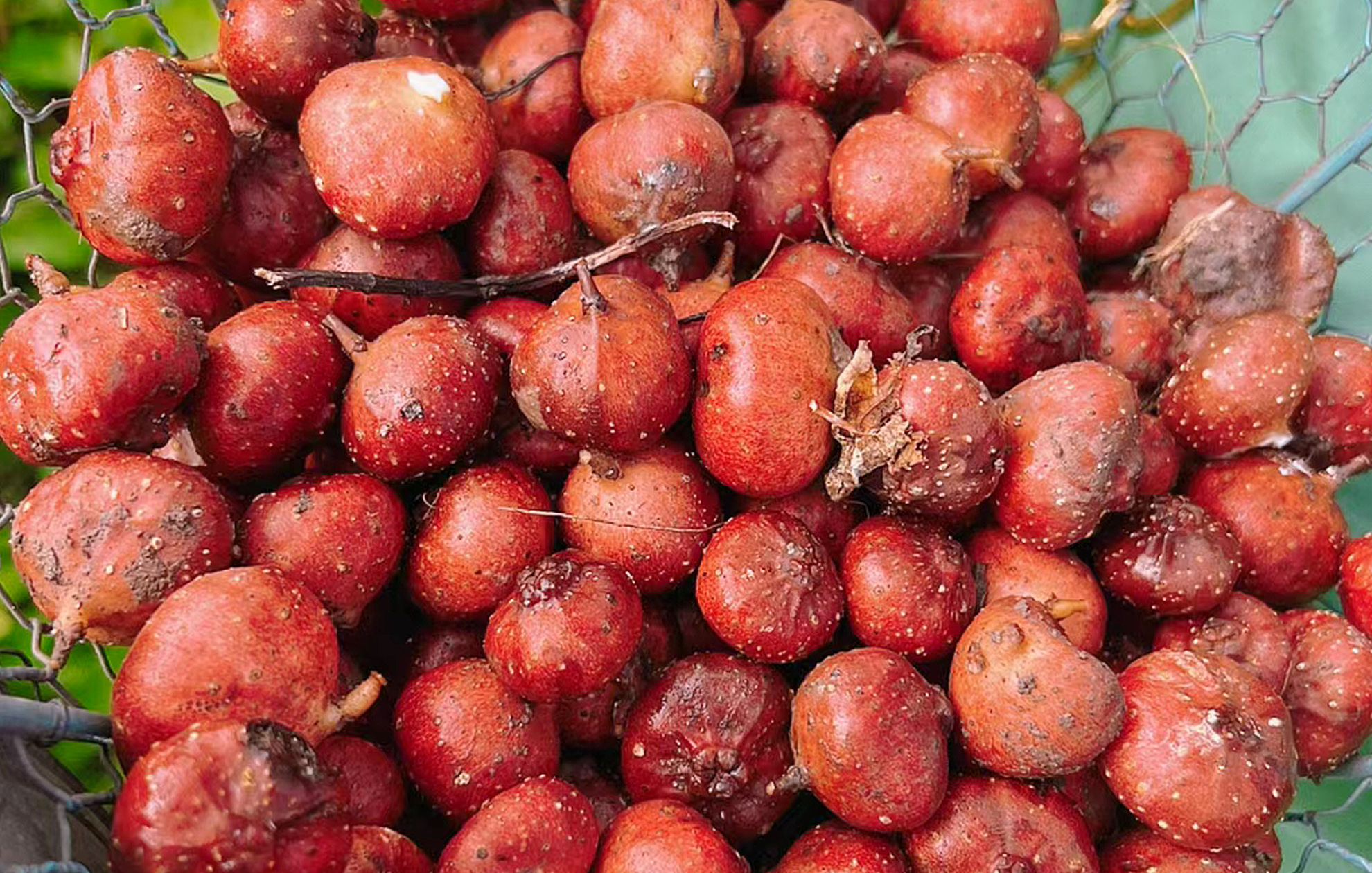 只有农村才有的水果你吃过几种,农村最喜欢的十种水果