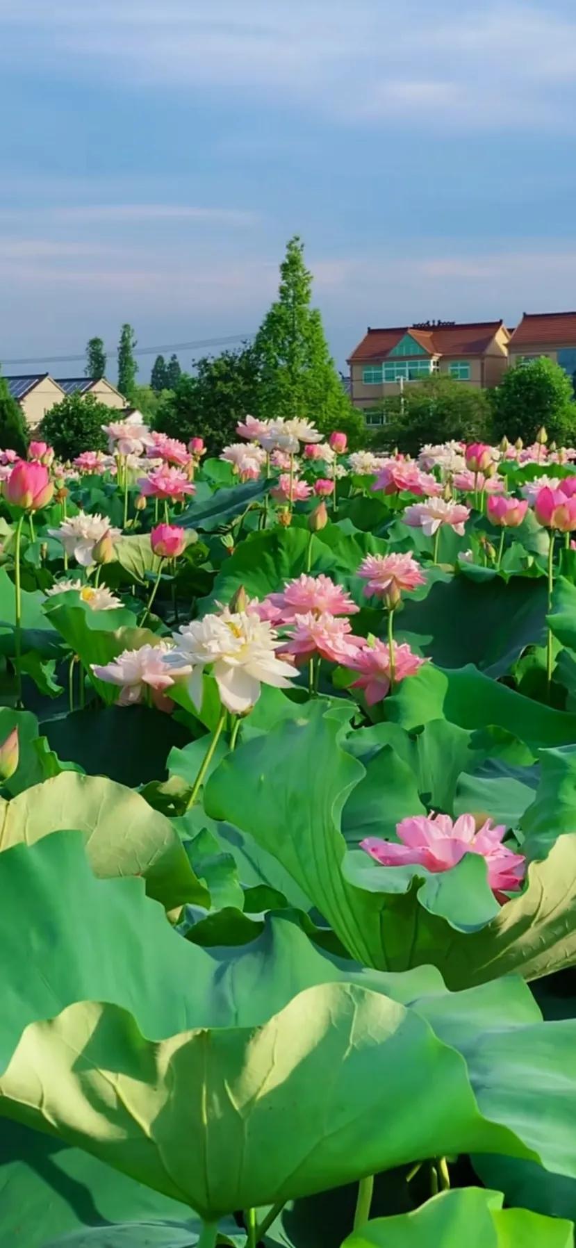 夏的季节荷花图片,三夏荷花图片