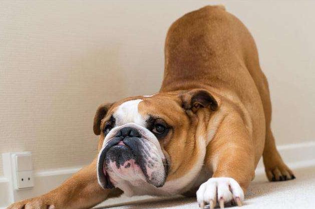 英国斗牛犬起皮屑怎么办,英国斗牛犬为什么掉毛