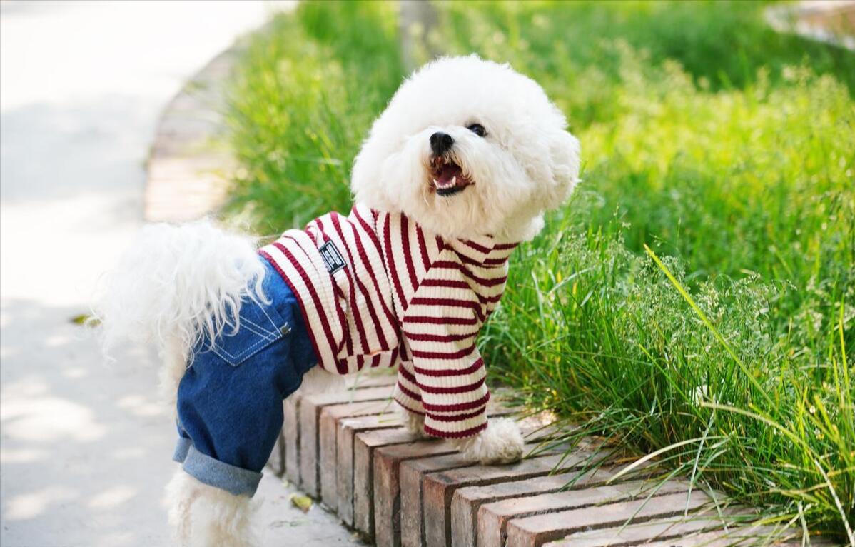 “禁养犬名单”公布,禁养犬罚款标准