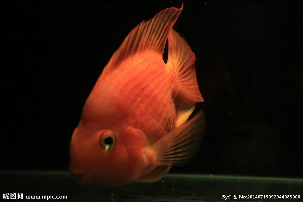 能人工饲养的鹦鹉鱼有哪些,鹦鹉鱼的饲养知识你知道吗